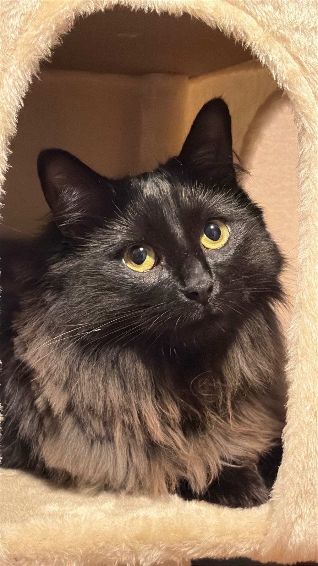 Nike framed in a fleece cave, amber eyes catching the light like a little lion