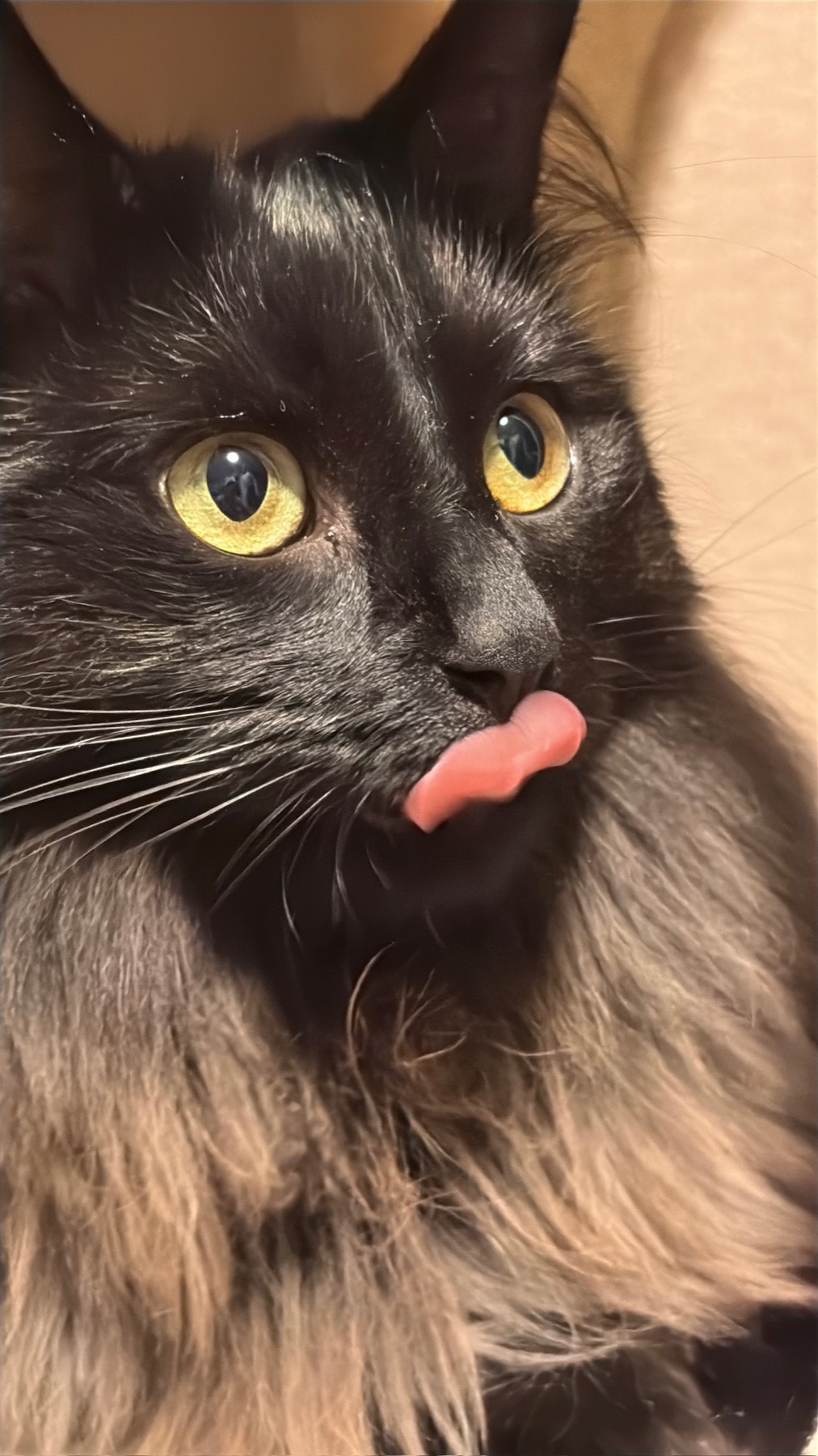 Nike caught mid-blep, golden eyes wide and whiskers everywhere