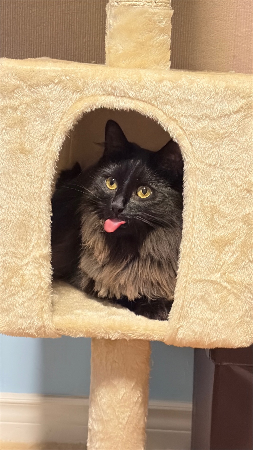 Nike peeking from the tower nook with a cheeky tongue out