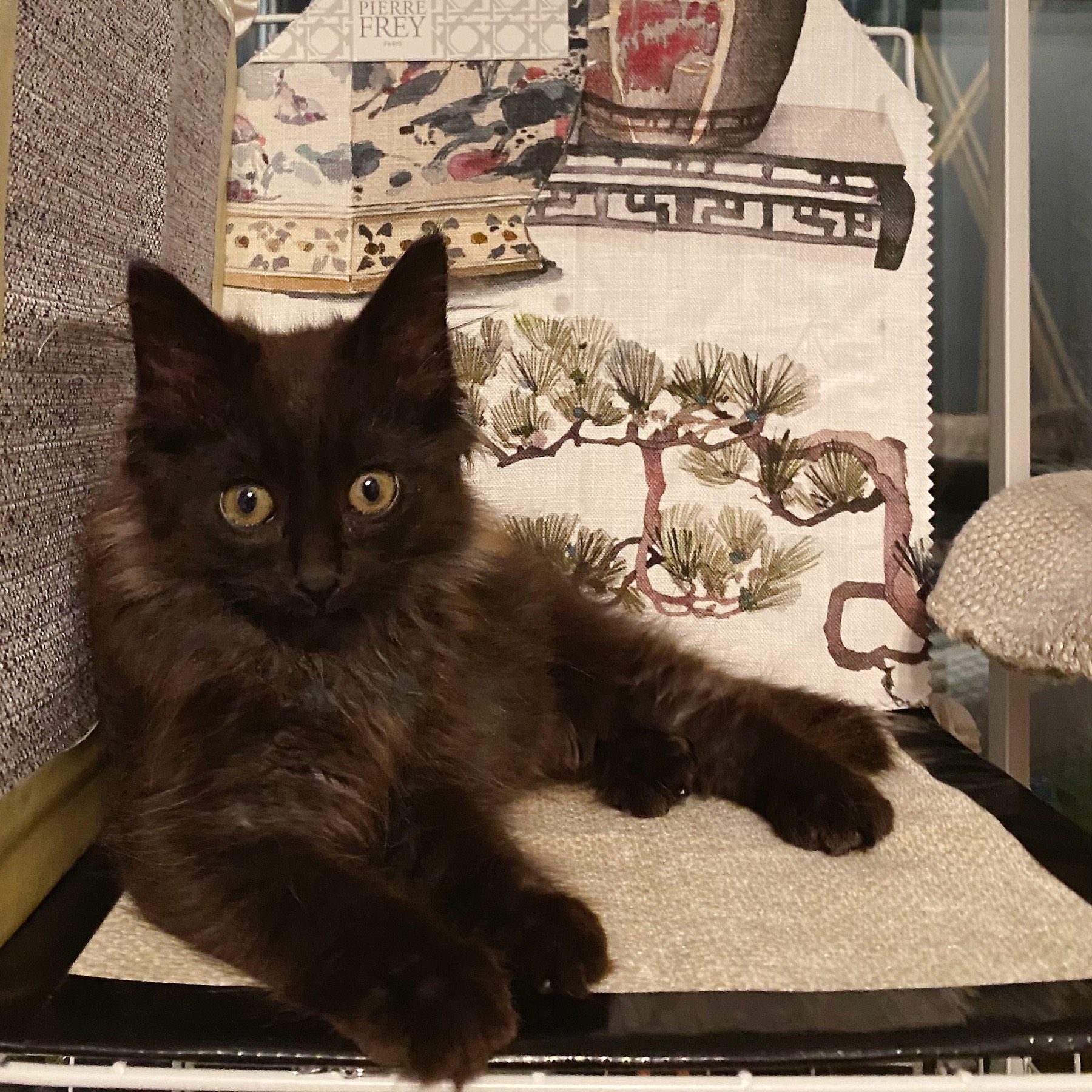 Nike seated against an ink-wash backdrop like a little study in black fur