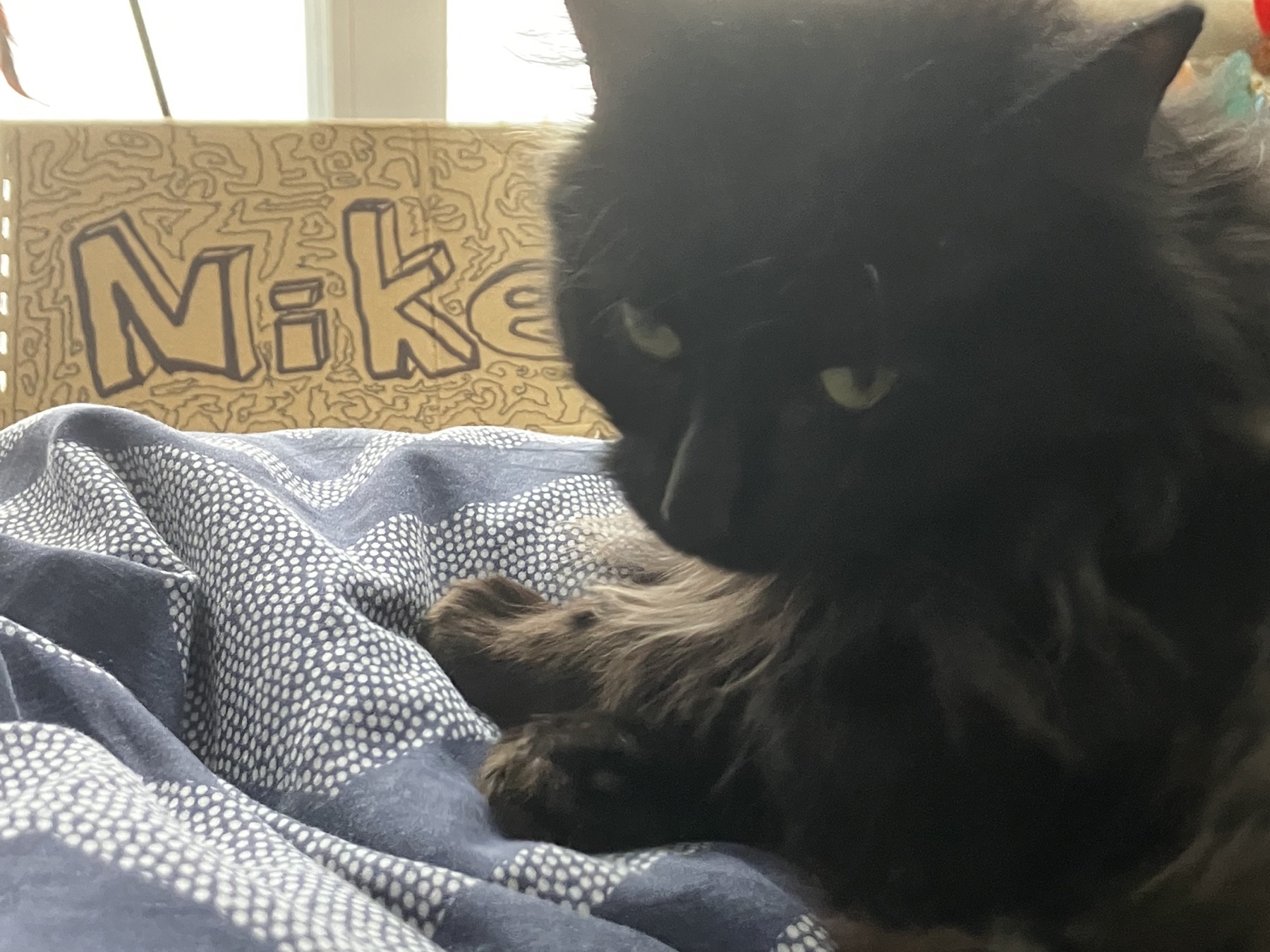 Nike curled beside a hand-drawn Nike box