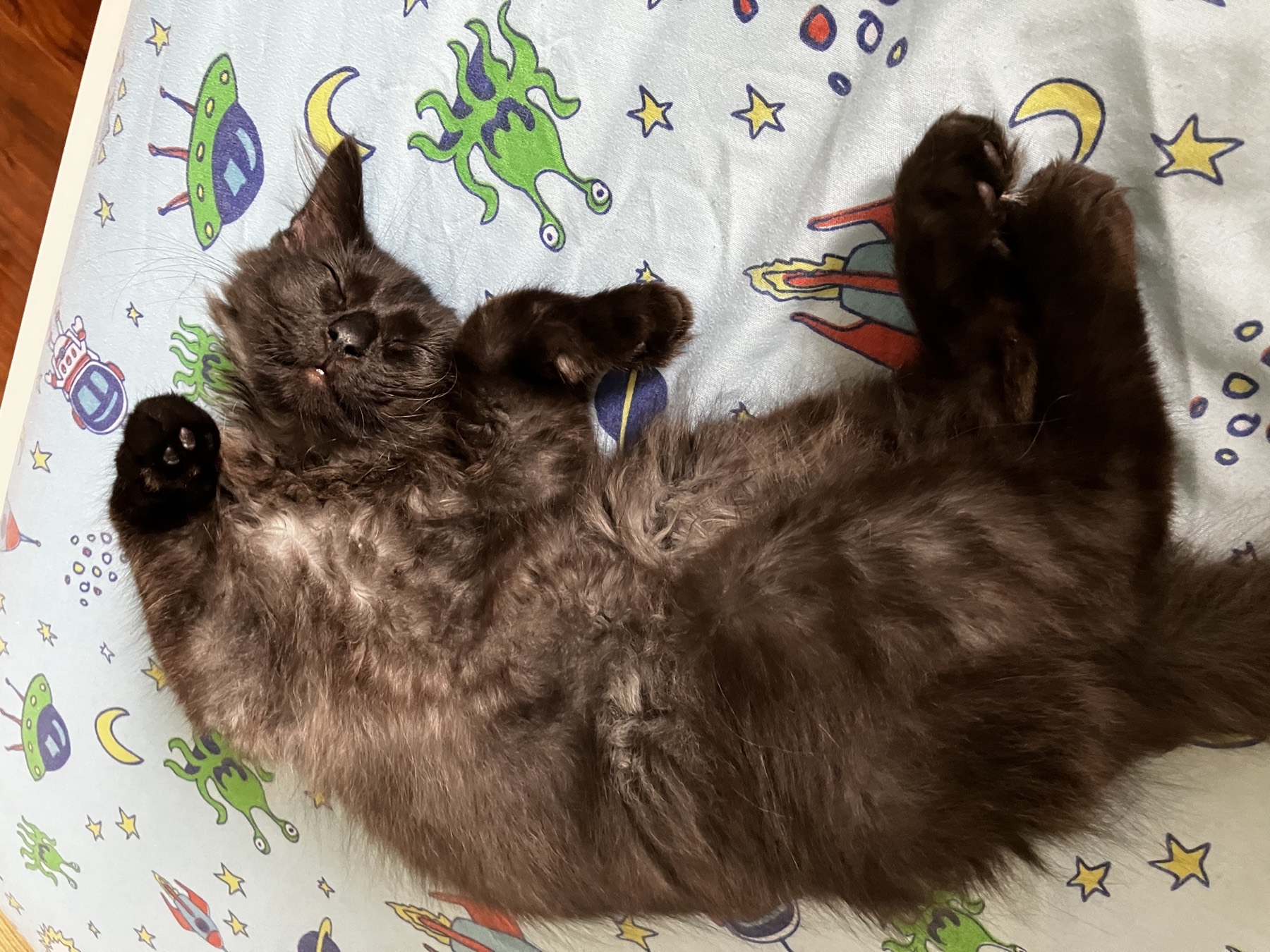Nike belly-up and asleep, one paw cradling a little ball