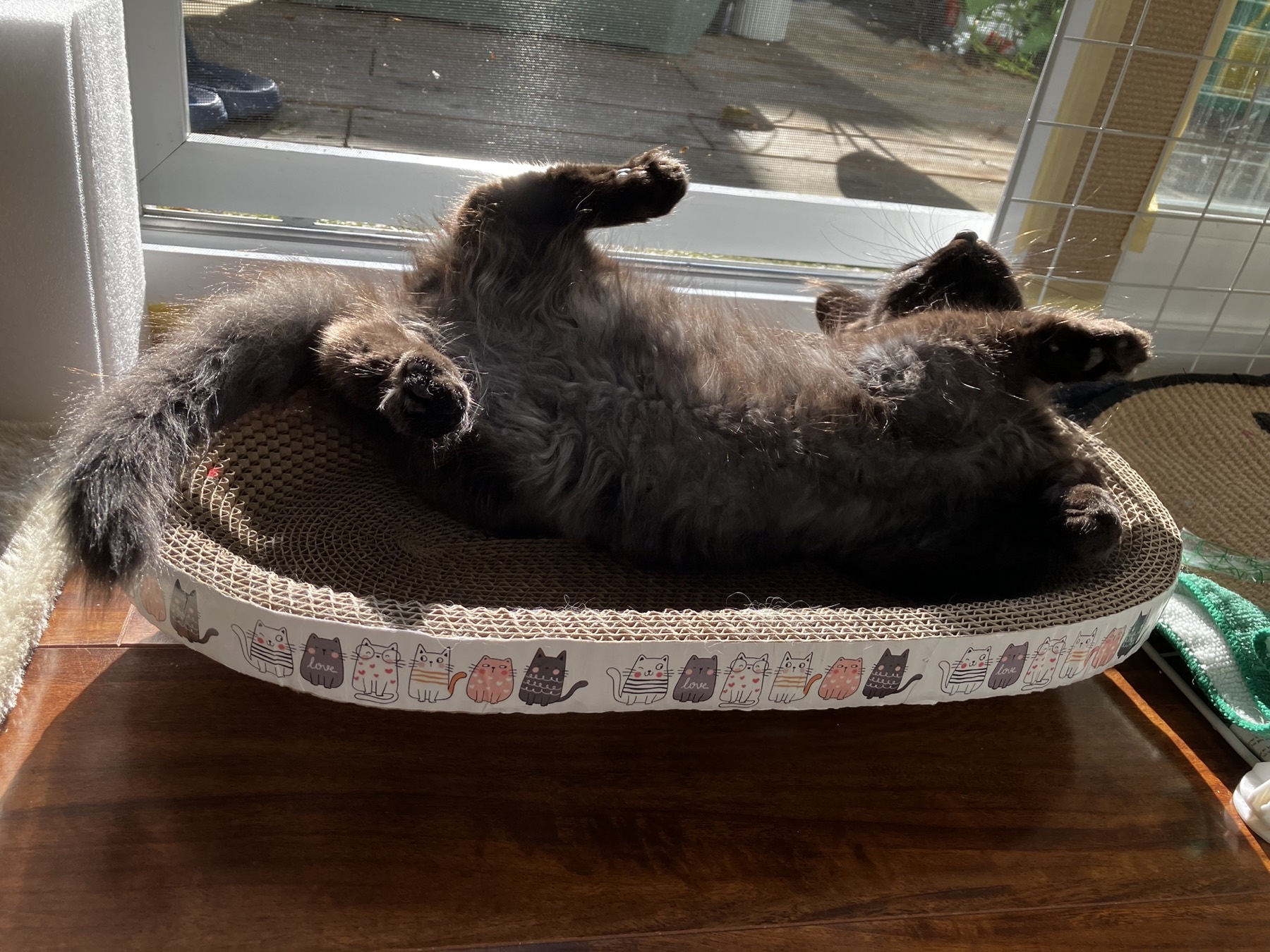 Nike sprawled belly-up in a sunlit scratcher