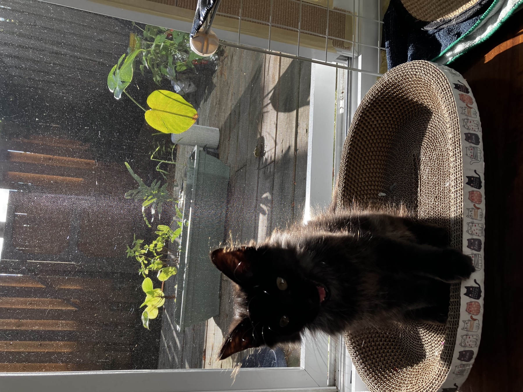 Nike lounging in the window scratcher with the garden glowing behind