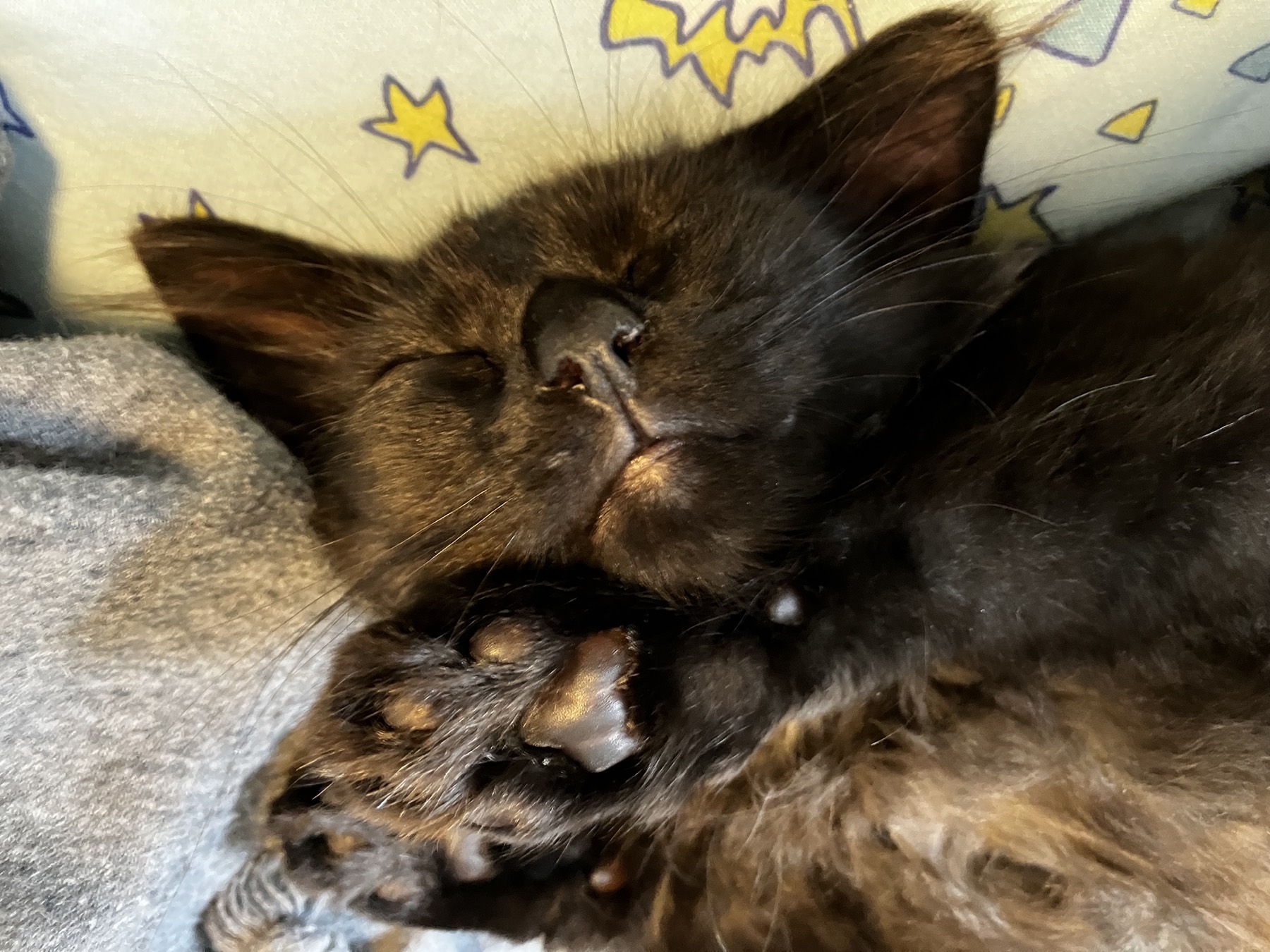 Nike fast asleep with a paw tucked under her chin
