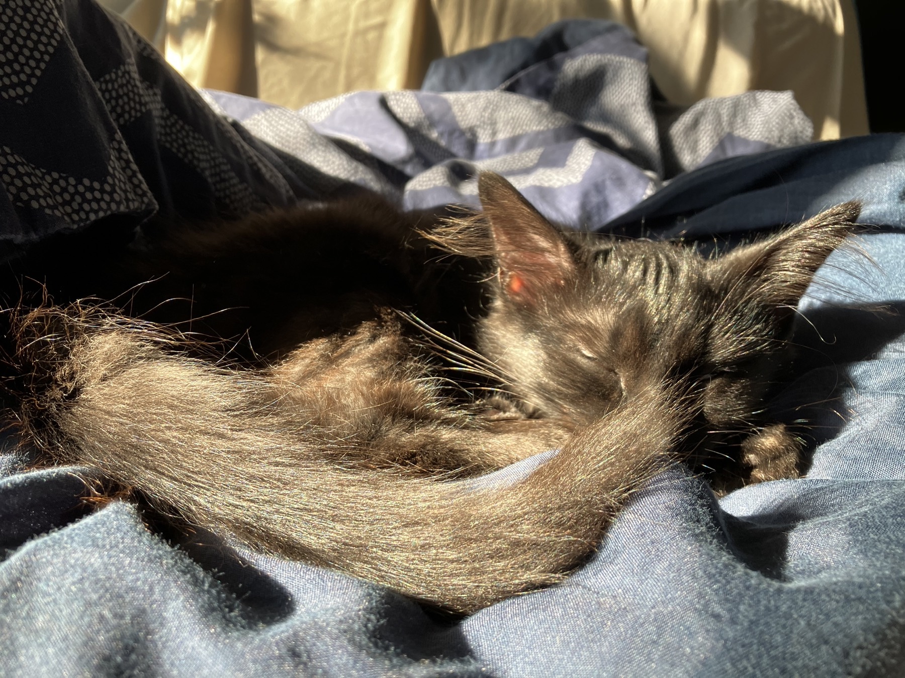 Nike curled into a comma, basking in window light