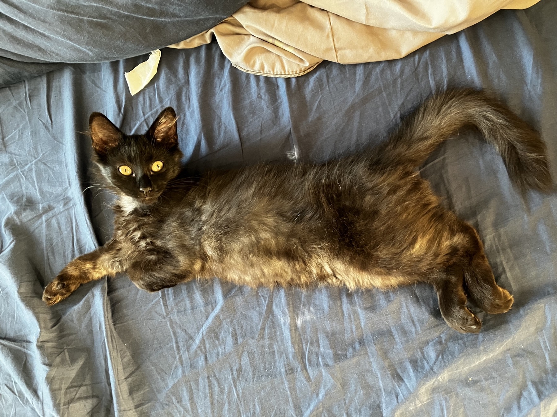 Nike stretched long across slate-blue sheets
