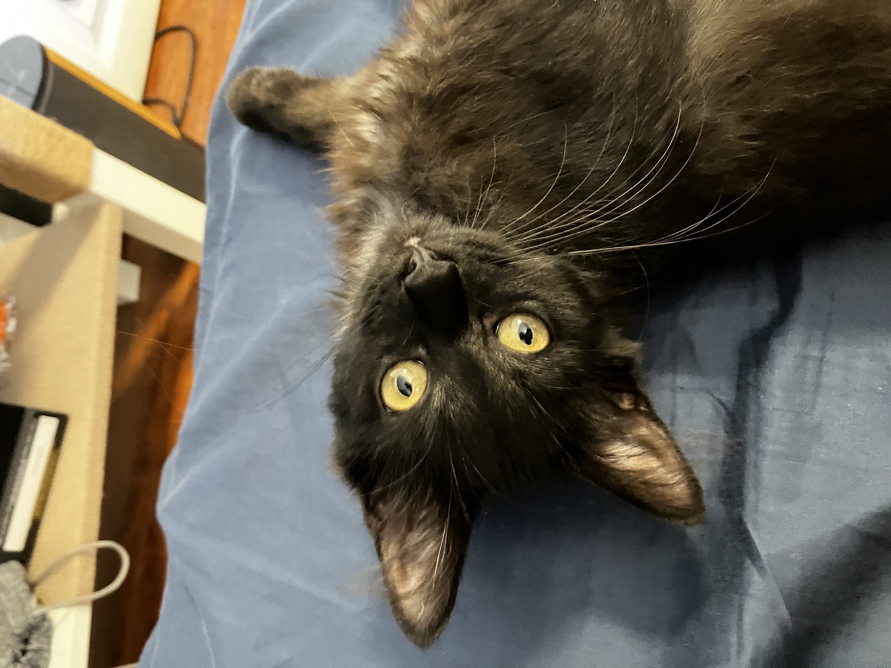 Nike flopped over and gazing up, whiskers fanned across a blue blanket