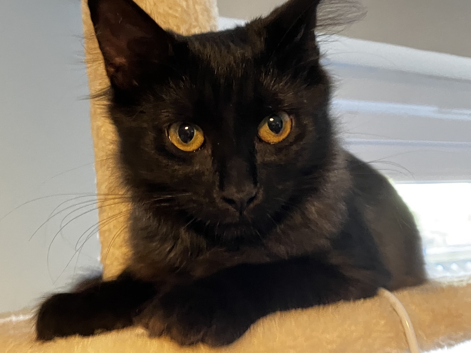 Nike resting on the tower with luminous gold eyes locked on the lens