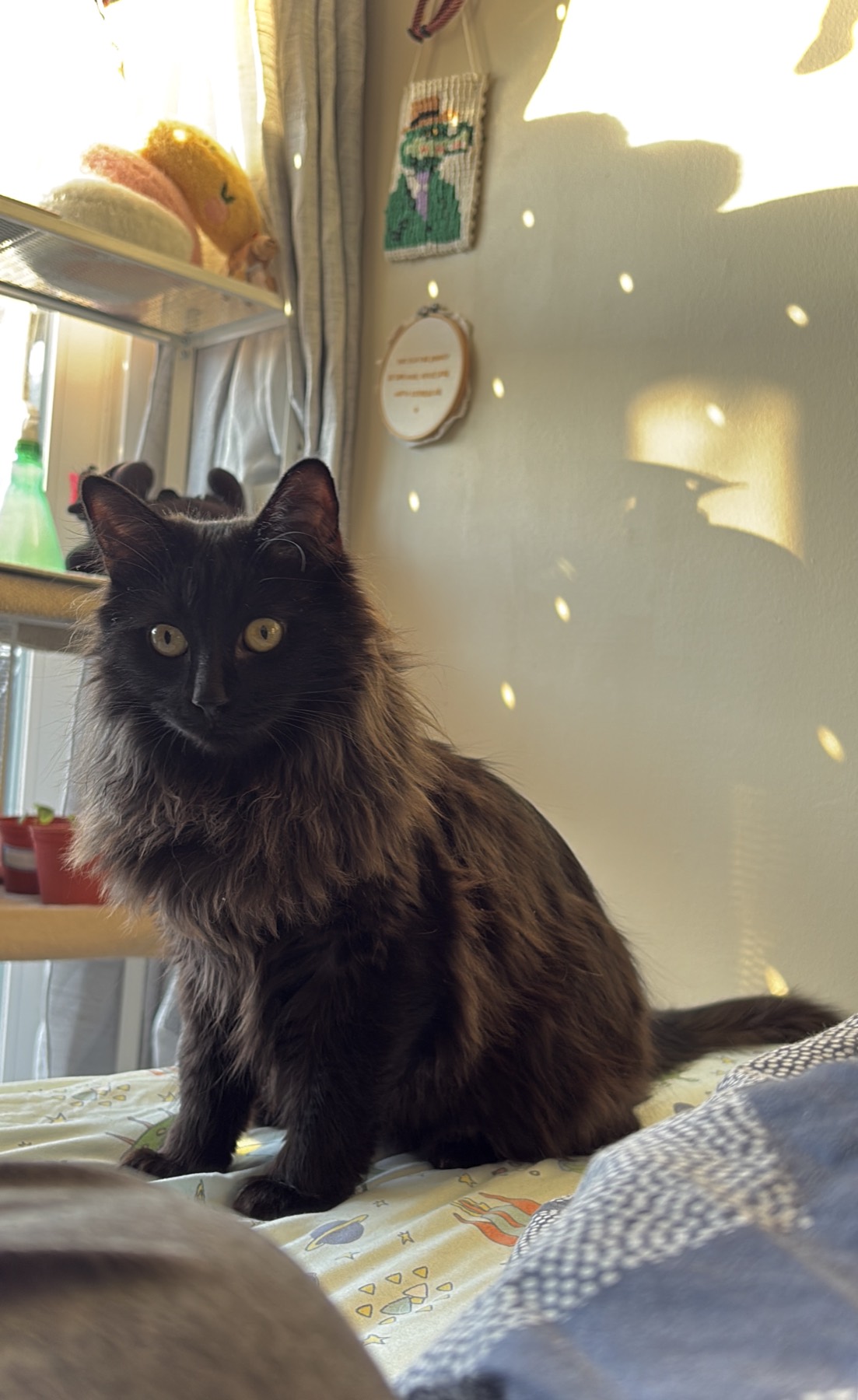 A clean, confident close portrait of Nike, every whisker and gold eye sharp