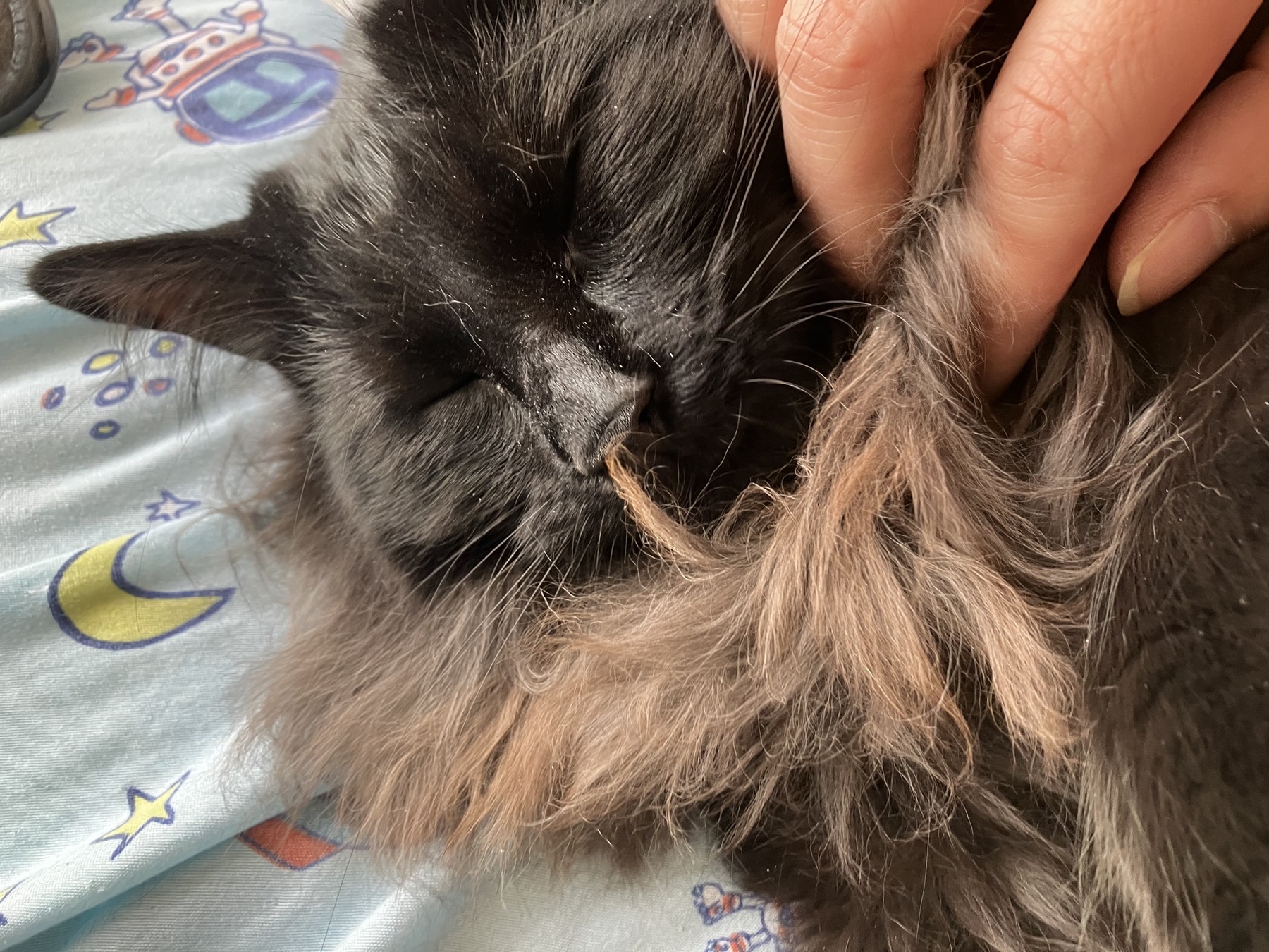 A gentle chin-scratch moment, Nike with eyes closed in trust
